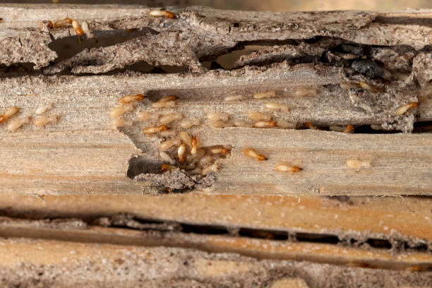 Best Bed Bug Extermination  in Bryans Road, MD